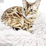 Arvilla Koch Profile Picture