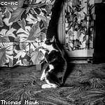 Anissa Lueilwitz Profile Picture