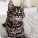 Alvah Hartmann Profile Picture