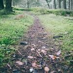 Francesco Morissette Profile Picture