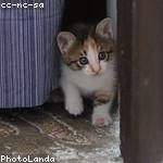 Stephania Mraz Profile Picture